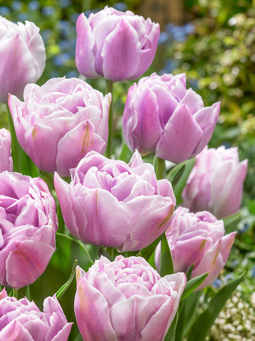 Tulpe Katinka