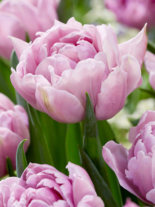 Tulpe Katinka