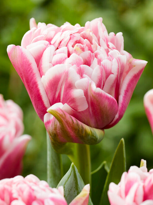 Tulpe Let's Dance