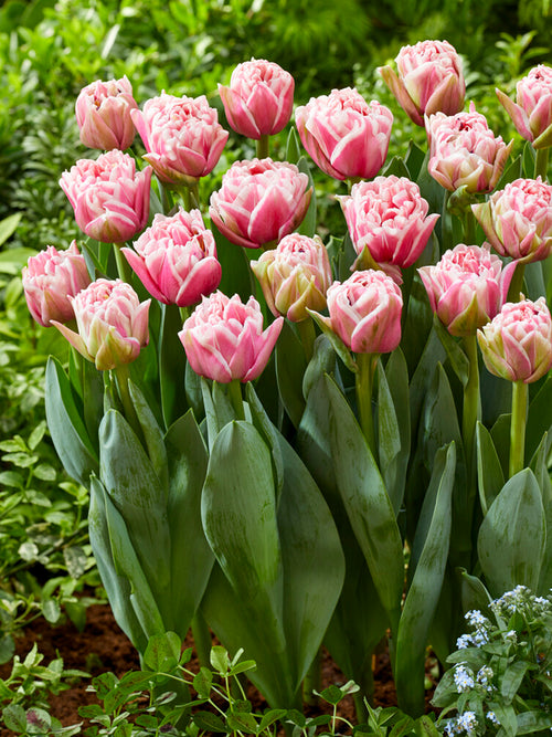 Tulpe Let's Dance