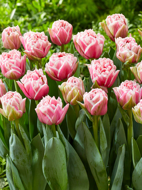Tulpe Let's Dance
