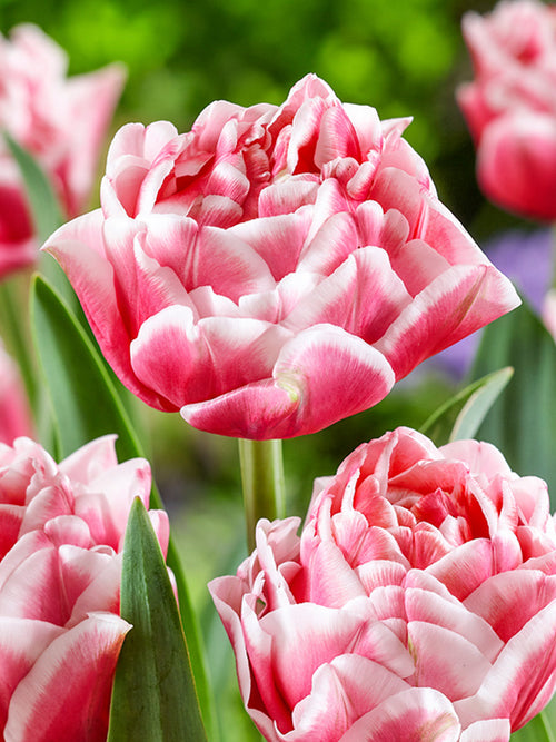 Tulpe Let's Dance