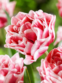 Tulpe Let's Dance