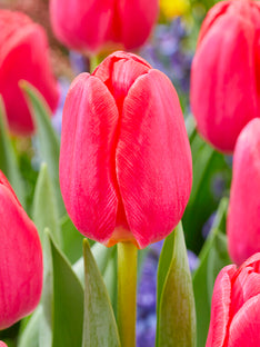 Tulpe Lipstick