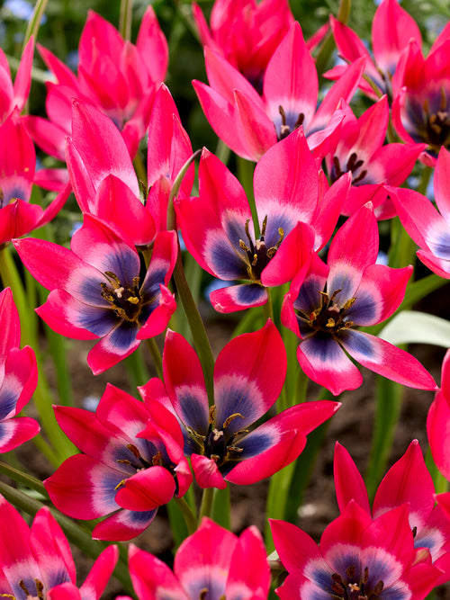 Botanische Wildtulpe rosa blau