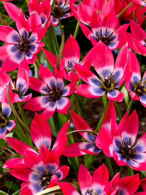 Tulipa humilis Nahaufnahme