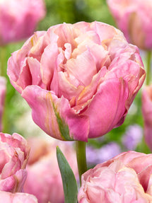 Tulpe Lotus Silk