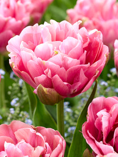 Tulpe Lotus Silk