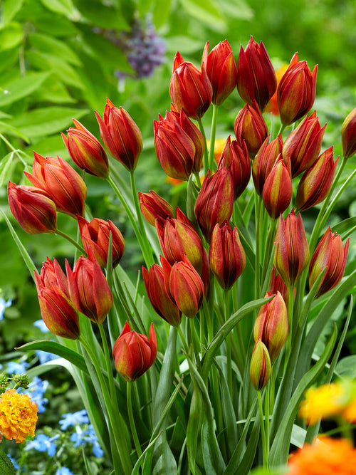 Tulpe Mara mit rot-orangenen sternförmigen Blüten