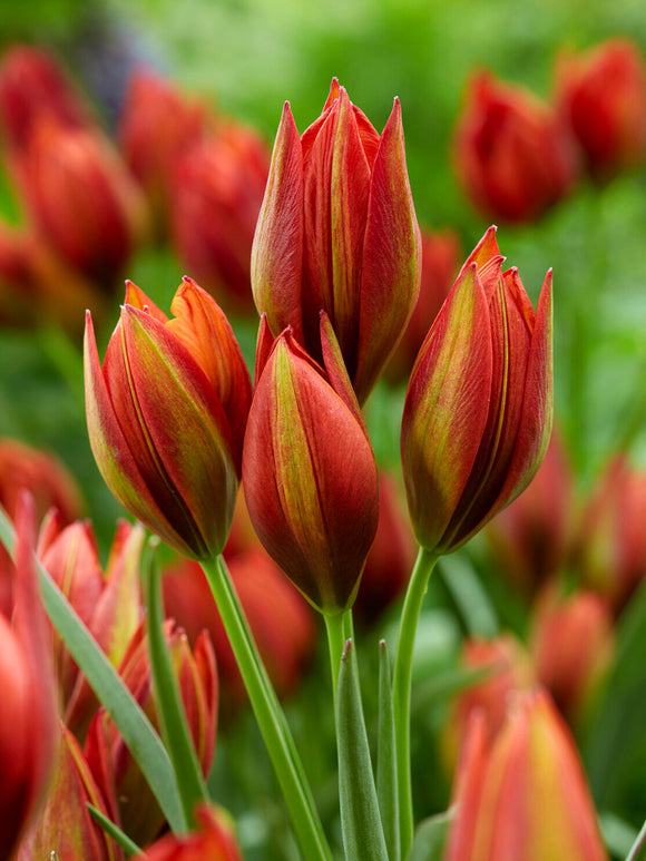 Tulipa aucheriana Mara im Steingarten