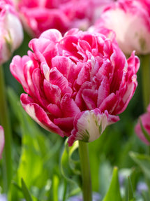 Tulpe Marshmallow