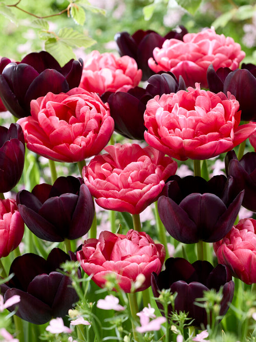 Tulpenkollektion Midnight Rose