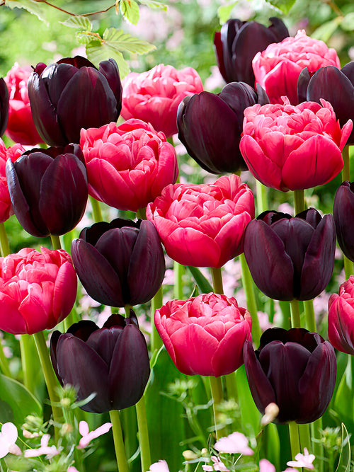 Tulpenkollektion Midnight Rose