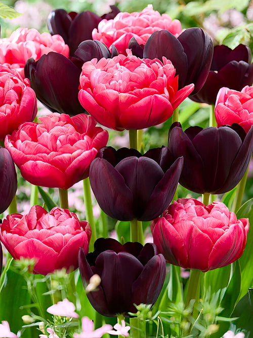 Tulpenkollektion Midnight Rose