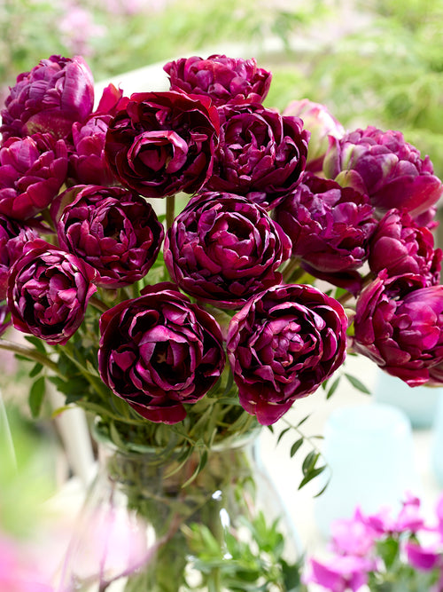 Tulpe Mystery Dream