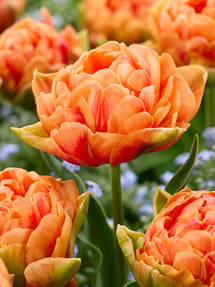 Tulpe Orange Flavour