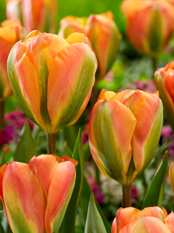 Orange Marmelade Tulpe Nahaufnahme