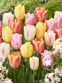 Tulpe Pastelegance Kollektion