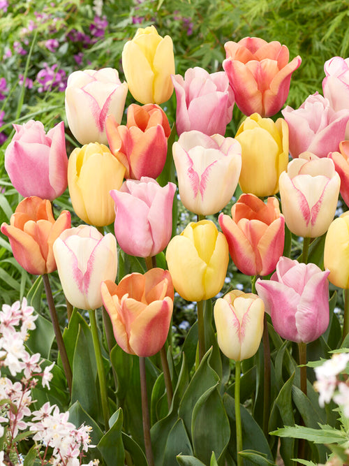Tulpe Pastelegance Kollektion kaufen