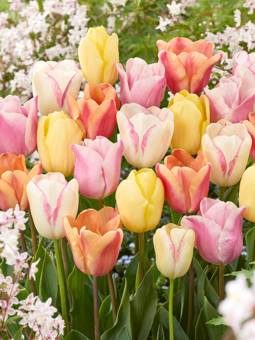 Tulpenzwiebeln Pastelegance Kollektion