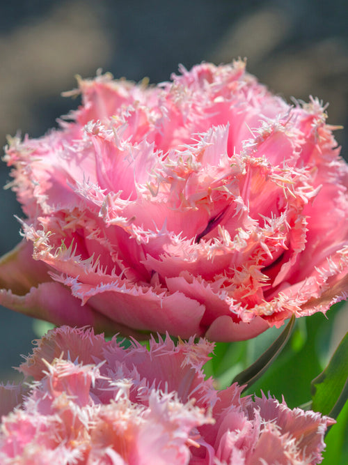 Pink Magic Tulpe Nahaufnahme