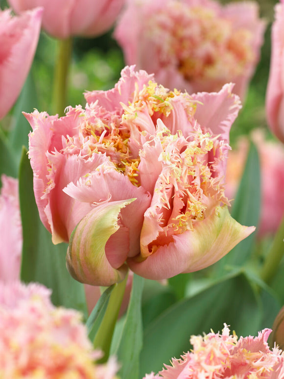 Tulpe Pink Magic gefüllt gefranst