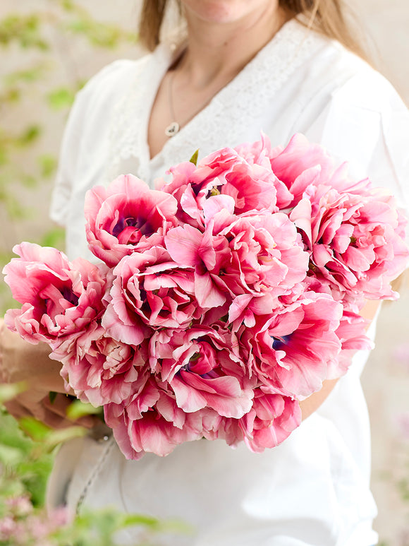 Tulpe Precious Pink