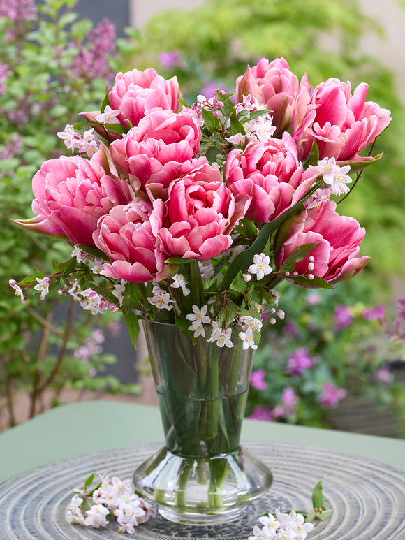 Tulpe Precious Pink