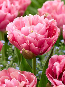 Tulpe Precious Pink