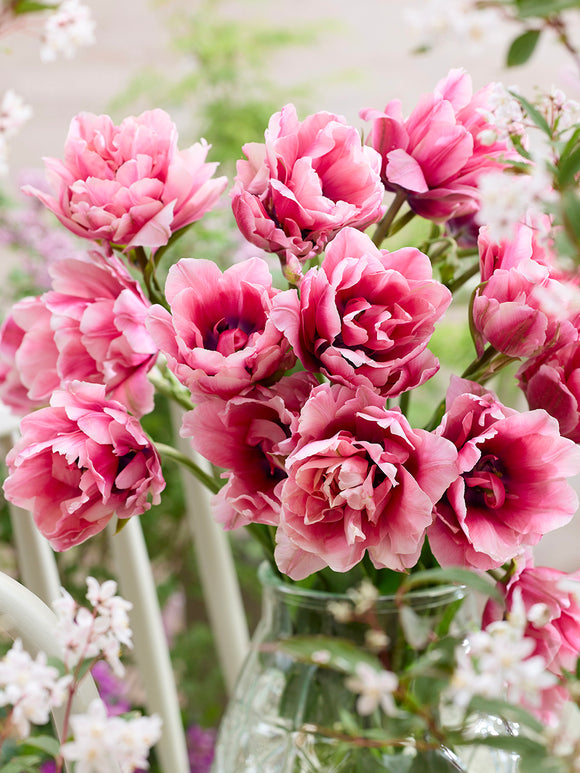 Tulpe Precious Pink