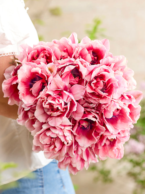 Tulpe Precious Pink