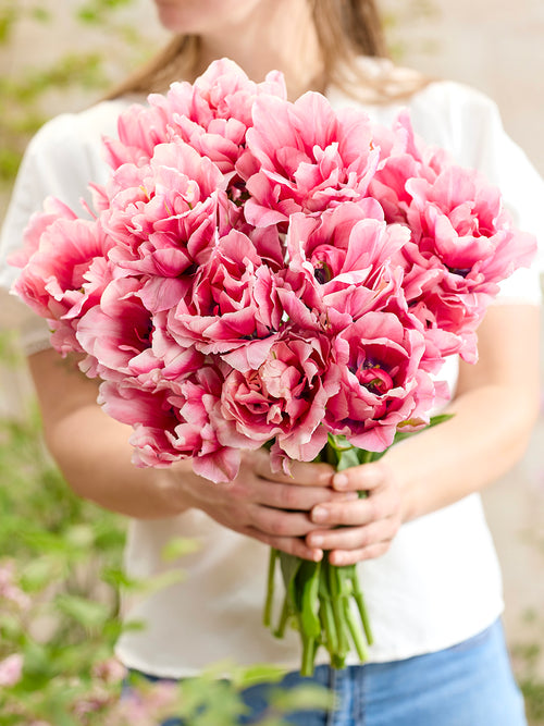 Tulpe Precious Pink