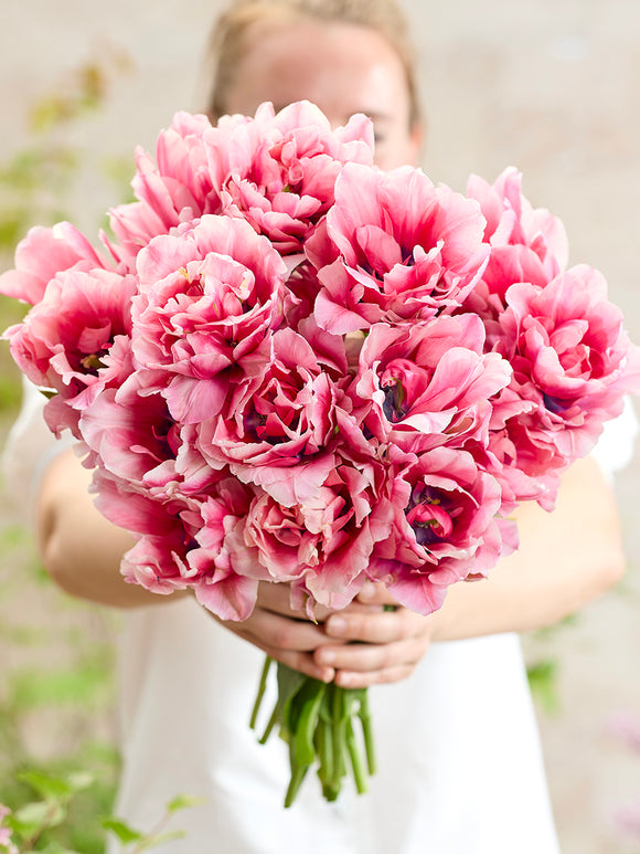 Tulpe Precious Pink