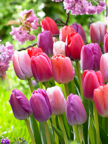 Tulpenkollektion Pride und Joy