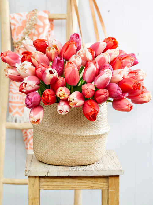 Pride and Joy Tulpen im Beet