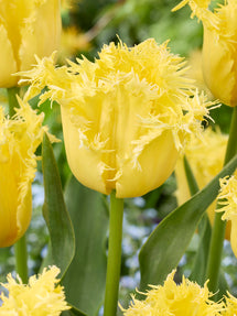 Tulpe Rebellious