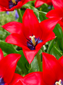 Tulpe Red Lightning Blue