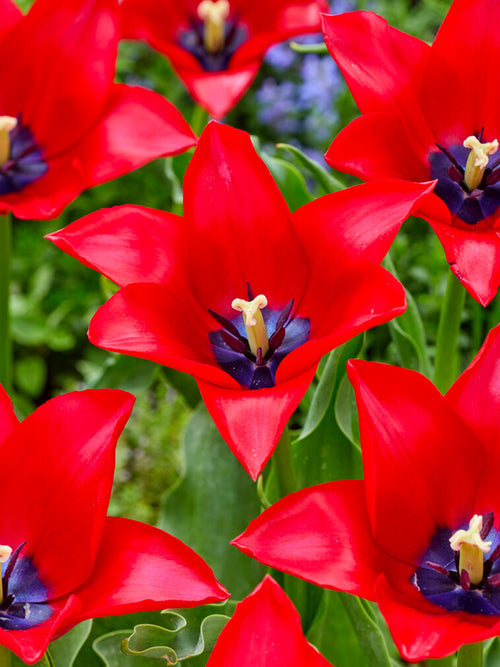 Tulpe Red Lightning Blue - DutchGrown