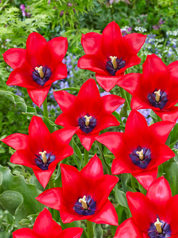 Tulpe Red Lightning Blue