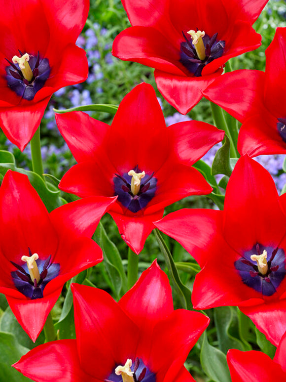 Tulpe Red Lightning Blue - DutchGrown