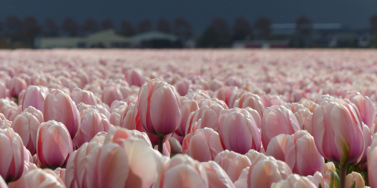 Tradition seit 1882Vier Generationen niederländische Blumenzwiebeln und Stauden höchster Qualität