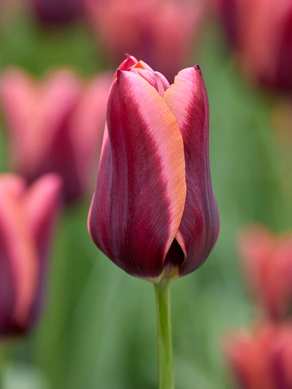 Tulpe ‘Slawa’ in Purpur und Apricot
