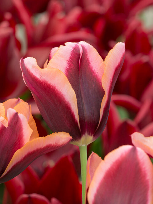 Triumph-Tulpe ‘Slawa’ im Garten