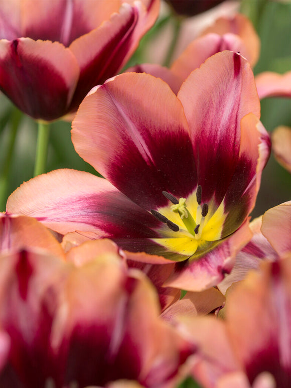 Tulpe mit orangefarbenem Rand