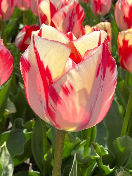 Kaufen Tulpe Spryng Rembrandt