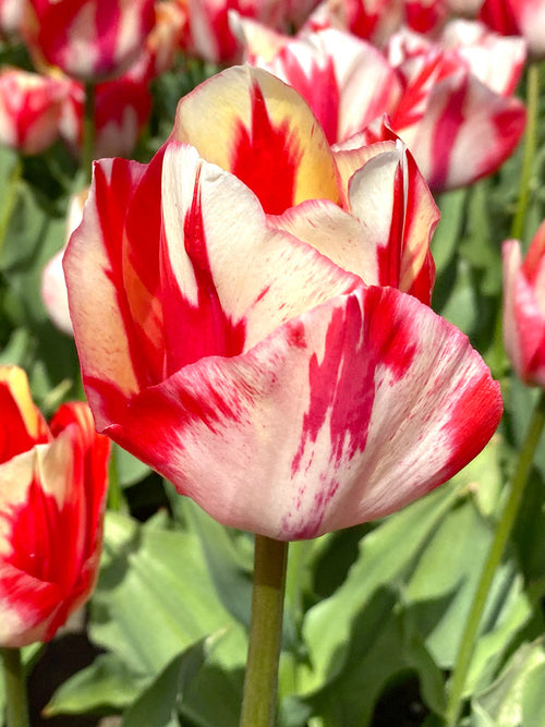 Tulpe Spryng Rembrandt