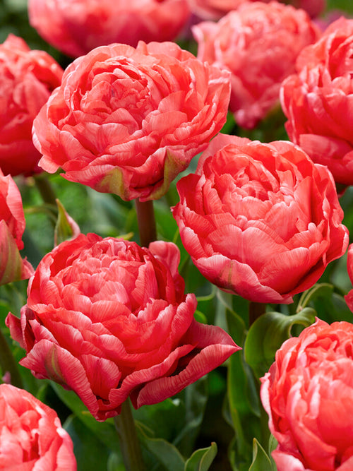 Tulpe Taiwan