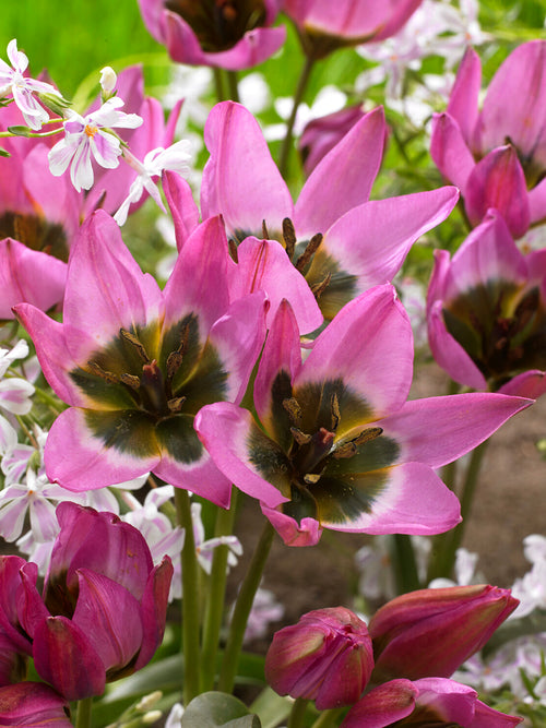 Botanische Tulpe Violetta mit dunklem violettem Blütenzentrum