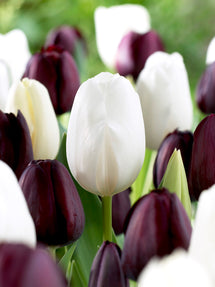 Tulpenkollektion Zebra
