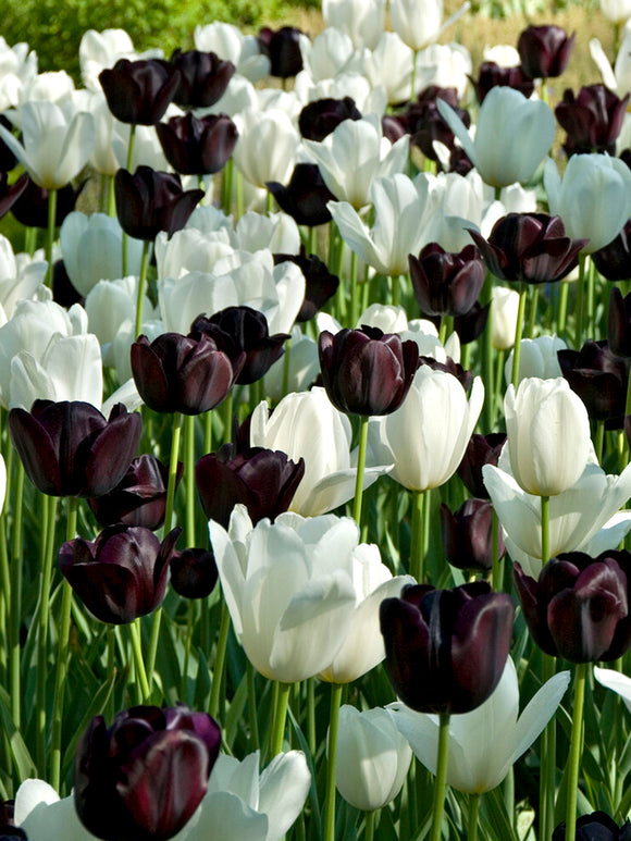 Tulpenkollektion Zebra
